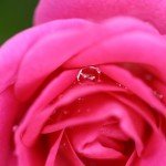 Marco Maso - Lacrime di una rosa