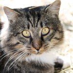 marco-maso-gatto
